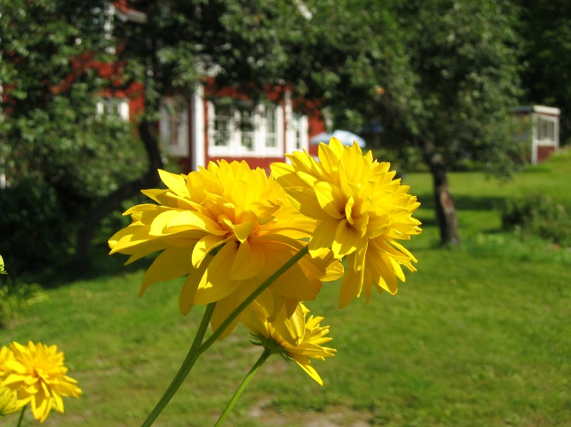 http://www.wehorn.com/yellow_flowers.jpg